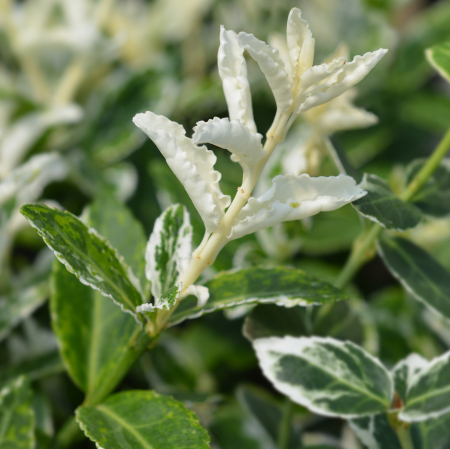 EUONYMUS Harlequin 20-40cm (2L) [2]
