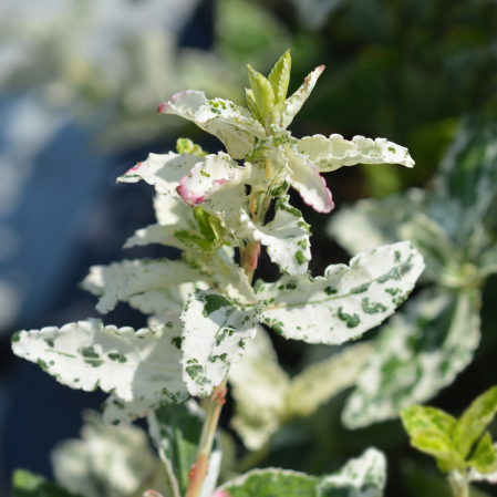EUONYMUS Harlequin 20-40cm (2L) [1]