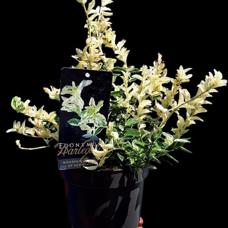 Euonymus - Euonymus Harlequin 30cm+ (5L)
