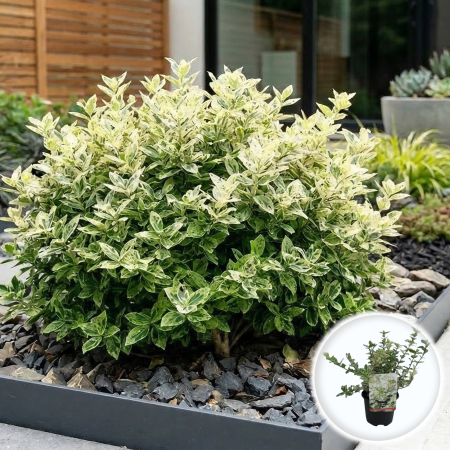 Euonymus - Euonymus Harlequin arbust persistent pestrit verde alb ghiveci Pepiniera Sibiu