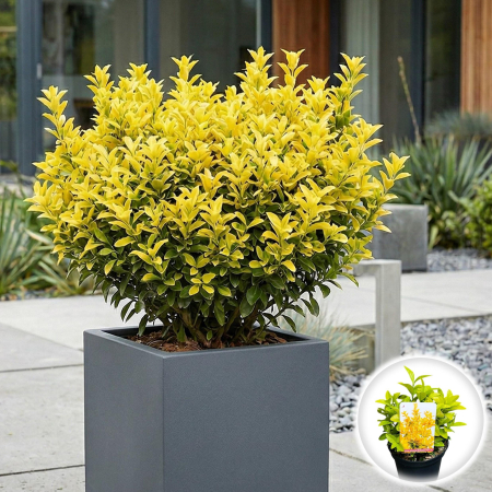 Euonymus - euonymus-japonicus-el-dorado-arbust-galben-pepiniera-sibiu