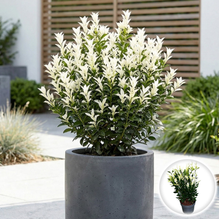 Euonymus - euonymus-japonicus-himalaya-arbust-vesnic-verde-pepiniera-sibiu