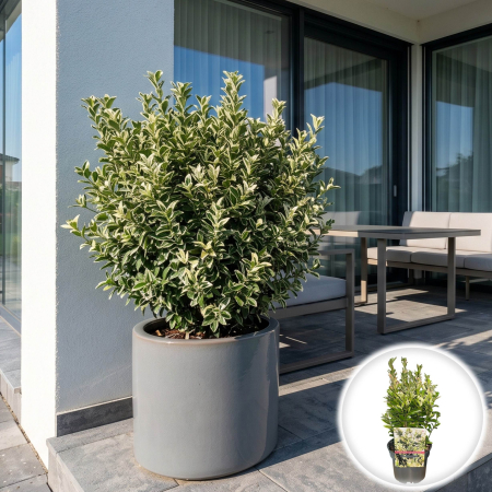 Plante Decorative - euonymus-japonicus-francien-arbust-peren-crem-pepiniera-sibiu