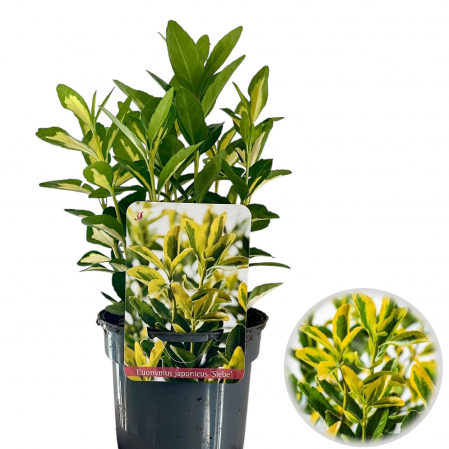 Euonymus - Euonymus Siebe - 30cm