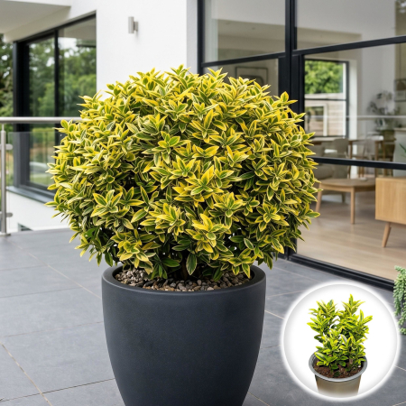 Euonymus - euonymus-japonicus-microphyllus-aureovariegatus-arbust-pestrit-pepiniera-sibiu