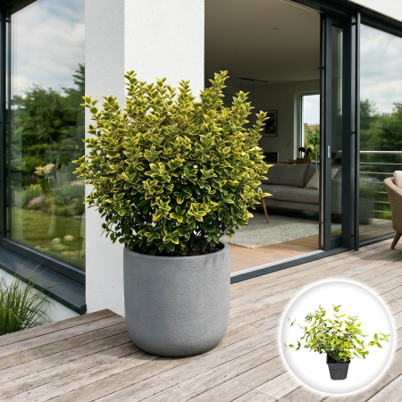 Euonymus - euonymus-fortunei-emerald-n-gold-arbust-aurat-pepiniera-sibiu