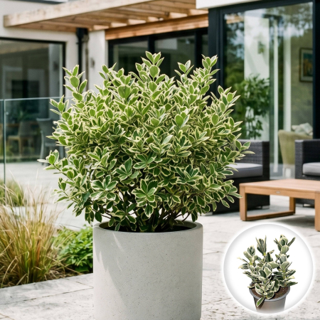 Euonymus - euonymus-japonicus-kathy-salba-japoneza-pepiniera-sibiu