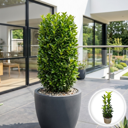 Euonymus - euonymus-japonicus-green-spire-gard-viu-pepiniera-sibiu