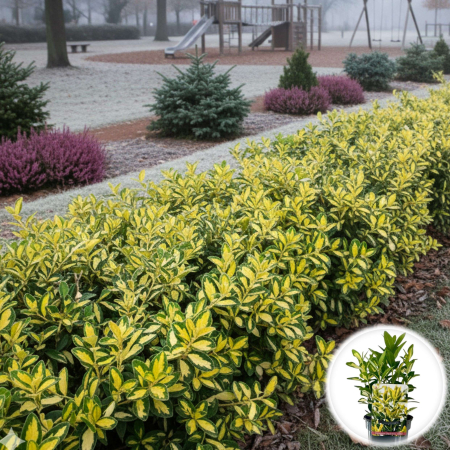 Euonymus - Euonymus Siebe - 30cm