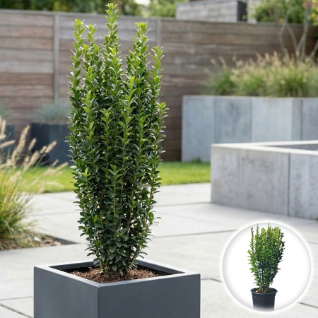 Euonymus - Euonymus Green Spire arbust persistent vertical coloanar verde ghiveci Pepiniera Sibiu