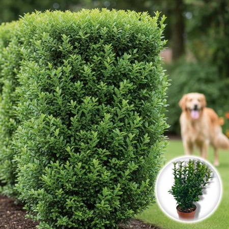Euonymus - Euonymus Verde 40cm+ (2L)