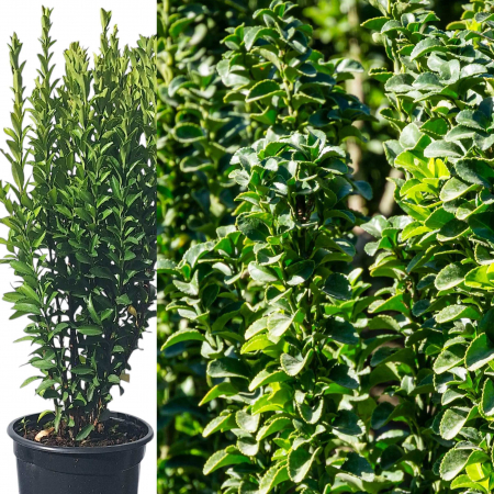 Euonymus Verde 40cm+ (2L) [1]