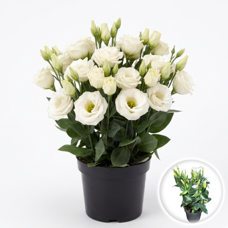 Flori Gradina si Balcon - eustoma-grandiflorum-carmen-ivory-lisianthus-ghiveci-pepiniera-sibiu
