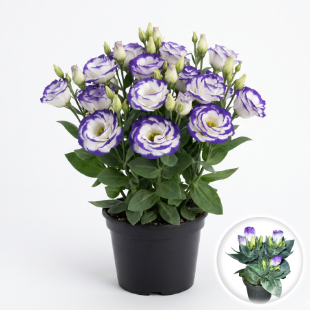Flori Gradina si Balcon - eustoma-grandiflorum-bolero-blue-rim-liziantus-pepiniera-sibiu