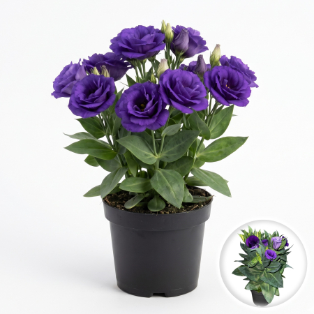 Flori Gradina si Balcon - eustoma-grandiflorum-bolero-deep-blue-lisianthus-albastru-pepiniera-sibiu