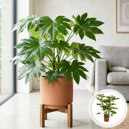 Plante Interior - fatsia-japonica-aralia-arbust-exotic-umbra-pepiniera-sibiu