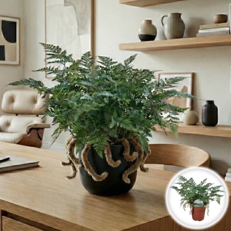 Feriga Interior - Feriga - Picior de iepure