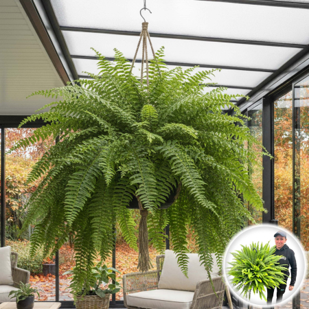 Feriga Interior - Feriga XXL