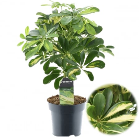 Arborele Umbrela - Schefflera Arbo. Gold Capela - 60cm