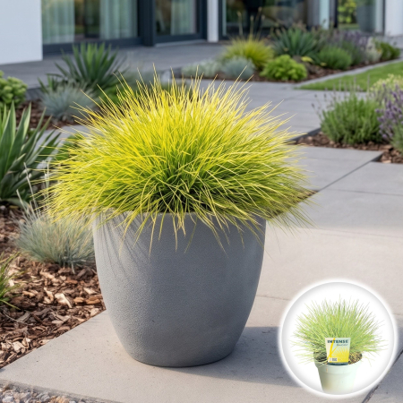 Iarba Decorativa - festuca-glauca-amigold-iarba-ornamentala-aurie-pepiniera-sibiu