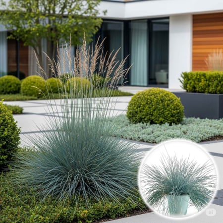 Iarba Decorativa - FESTUCA Glauca 30-40cm (2L)