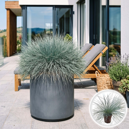 Iarba Decorativa - festuca-glauca-iarba-decorativa-albastra-pepiniera-sibiu