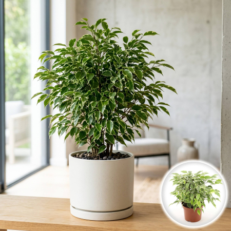 Ficus - Ficus Benjamina Kinky planta interior frunze pestrite ghiveci Pepiniera Sibiu.