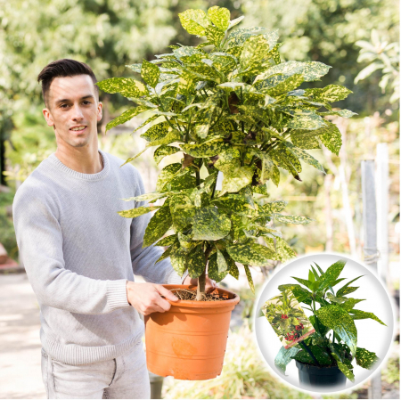 Aucuba - Aucuba japonica - 50cm