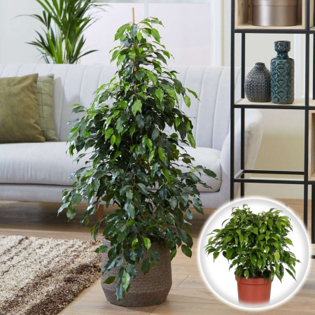 Ficus - Ficus Benjamina - Kinky - 30cm