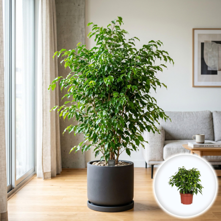 Ficus - Ficus Benjamina Green Kinky planta interior compacta verde ghiveci Pepiniera Sibiu.