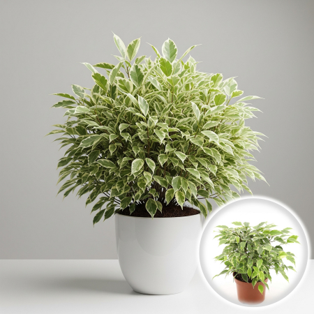 Ficus - Ficus Benjamina - Kinky - 30cm