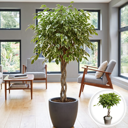 Plante Interior - ficus-benjamina-bushy-king-planta-interior-variegata-pepiniera-sibiu