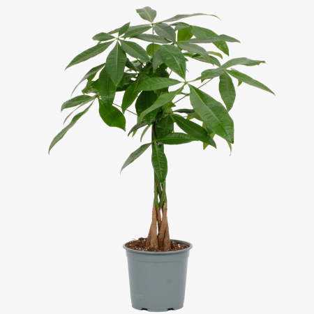 Arborele Banilor - Pachira A. - Planta Banilor - 65cm+