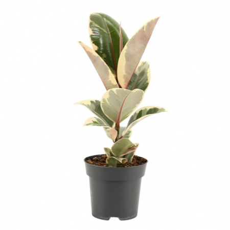 Ficus E. Tineke - 50cm+ [1]