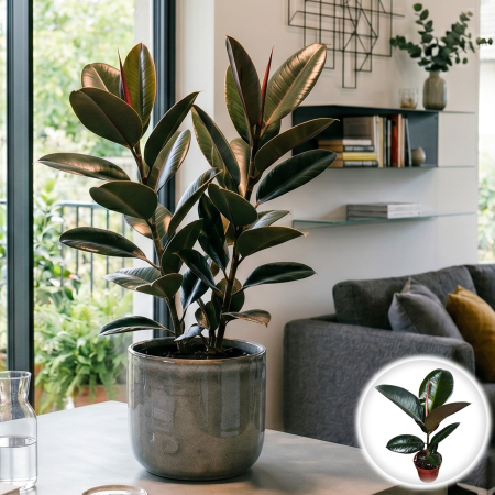 Plante Interior - ficus-elastica-abidjan-planta-interior-45cm-pepiniera-sibiu