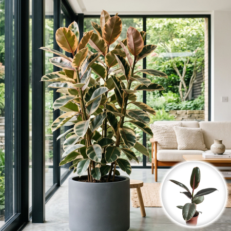 Plante Interior - ficus-elastica-belize-planta-interior-roz-pepiniera-sibiu