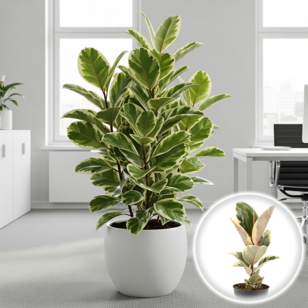 Ficus - Ficus E. Tineke - 50cm+