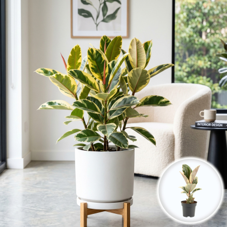 Ficus - Ficus elastica Tineke planta interior frunze variegate crem verde ghiveci Pepiniera Sibiu