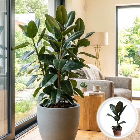 Plante Interior - ficus-elastica-robusta-ghiveci-pepiniera-sibiu