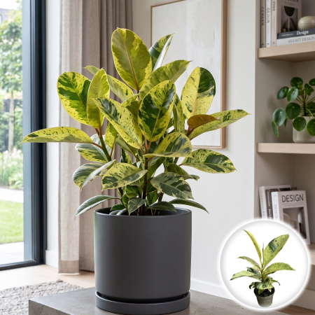 Plante Interior - ficus-elastica-schrijveriana-planta-interior-variegata-pepiniera-sibiu