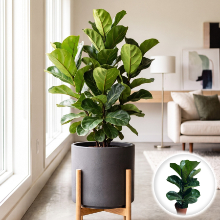 Plante Interior - ficus-lyrata-bambino-planta-apartament-ghiveci-pepiniera-sibiu