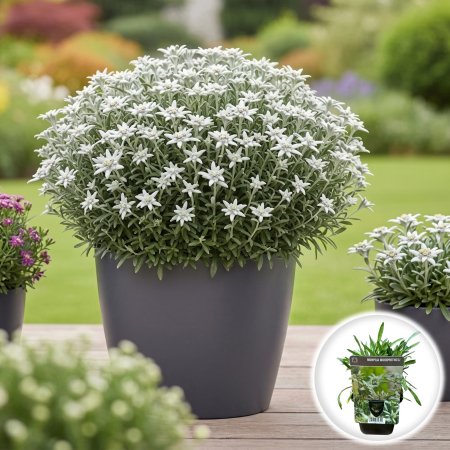 Flori Gradina si Balcon - Floare de Colt Leontopodium alpinum planta perena ghiveci Pepiniera Sibiu