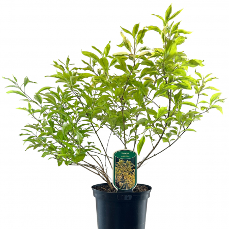 Forsythia Int. Gold Times (50cm+) [1]