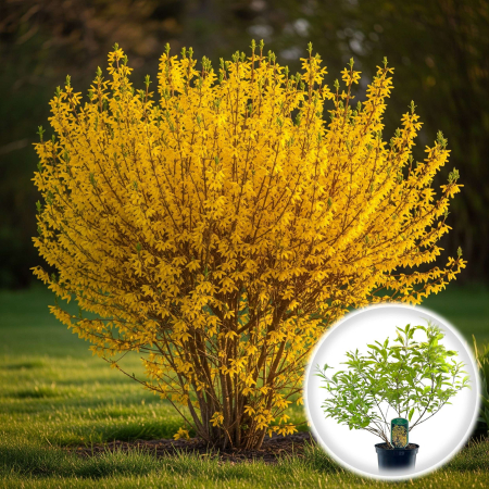 Forsythia - Forsythia Int. Gold Times (50cm+)