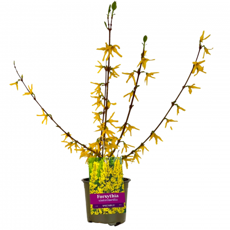 Forsythia Int. Spectabilis - 35cm+ [1]