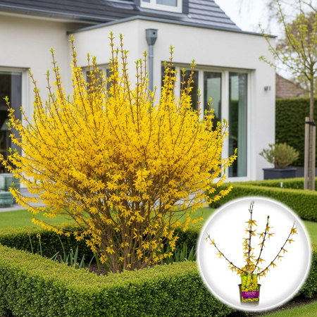 Forsythia - Forsythia Int. Spectabilis - 35cm+