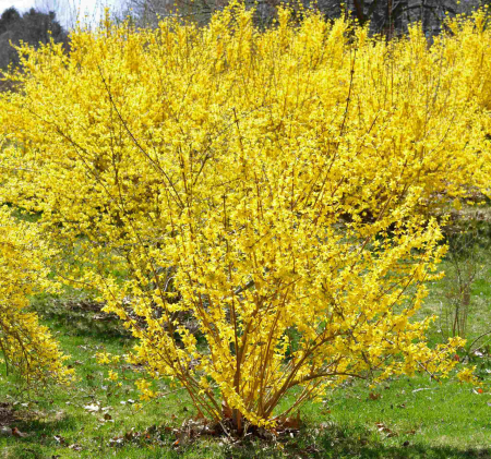 Forsythia - Forsythia Int. Weekend -2L