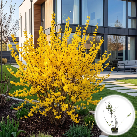 Forsythia - forsythia-intermedia-weekend-arbust-ornamental-pepiniera-sibiu