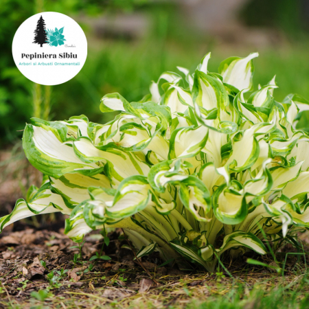 Plante Decorative - HOSTA Crin de Toamna (5L)