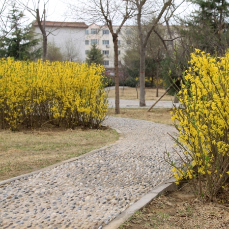 FORSYTHIA Minigold 40-80cm (5L) [1]